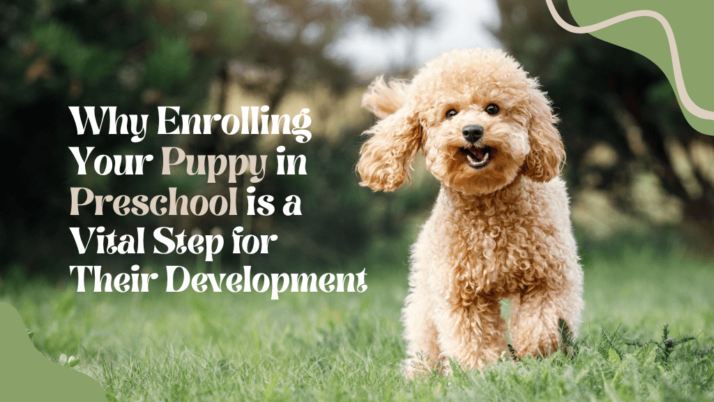 Why Enrolling Your Puppy in Preschool is a Vital Step for Their Development Why Enrolling Your Puppy in Preschool is a Vital Step for Their Development